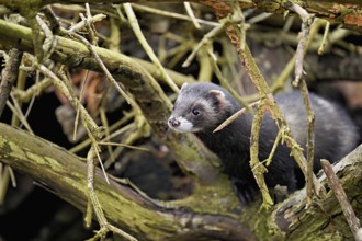 European polecat (Mustela putorius) or wood polecat, looking out of the wood, captive, Switzerland,