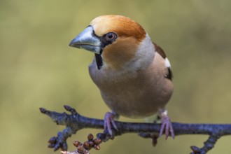 Close-up of a male hawfinch (Coccothraustes coccothraustes) on a branch with clear details in the