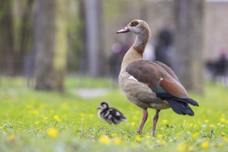Chicks of the Nile Goose (Alopochen aegyptiaca) freshly hatched, park in spring with spring flowers
