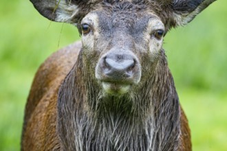Red deer (Cervus elaphus) Rutting behaviour captive Germany
