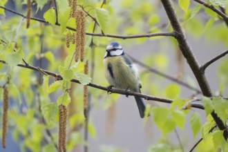 A blue tit (Parus caeruleus) sitting on the branch of a birch tree in spring, Hesse, Germany,