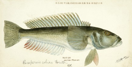 Blue cod, blue sand bass, Parapercis colias, blue cod, fish, reproduction of an original, by Frank