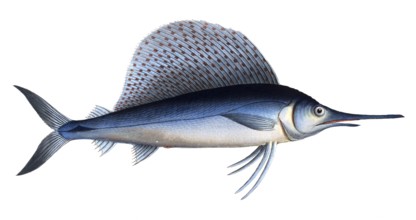 Fish, Fish, Group of perch relatives, Scomber gladius, Historical, digitally restored reproduction