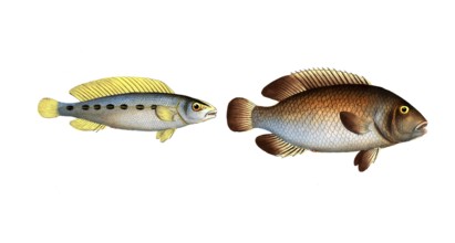 Fish, fish, left: Genus of the family Perch, Perca brasiliensis, Brazilian perch, The brasilian