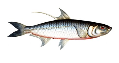 Fish, Fish, Fish genus Herring, Clupea cyprinoides, Megalops cyprinoides, Indo-Pacific tarpon, Carp