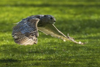 An owl hovers just above the grass, its wings elegantly outstretched, Siberian Eagle Owl (Bubo