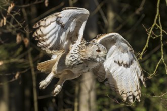 Owl in the air with spread wings in wooded surroundings, Siberian Eagle Owl (Bubo bubosibiricus),