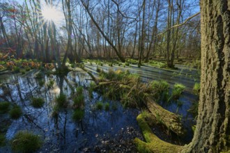 Riparian forest, marshland with sunbeams and scattered tufts of grass in the water, oak, spring,