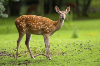 Sika deer (Cervus nippon) female on a meadow, Bavaria, Germany, Europe