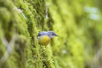 Grey wagtail (Motacilla cinerea) Germany
