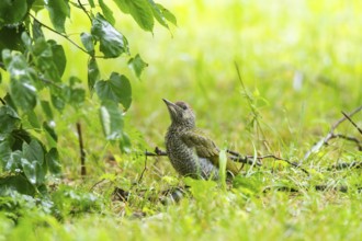European green woodpecker (Picus viridis) youngster on a meadow, Bavaria, Germany, Europe