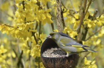 Greenfinch (Chloris chloris) in Forsythia eating sunflower seeds from a coconut