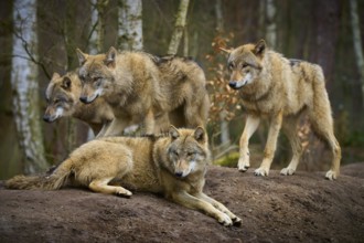 Wolf (Canis lupus), four wolves resting and standing together on an elevation, Germany, Europe