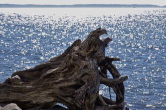 On the Baltic Sea coast near Sassnitz, Mecklenburg-Western Pomerania, Germany, Europe