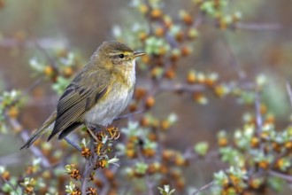 Willow warbler (Phylloscopus trochilus, Motacilla trochilus) perched in shrub