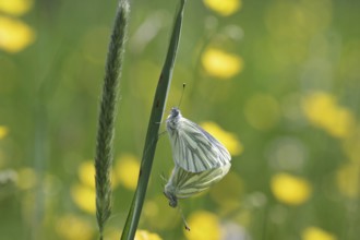 Green-veined white (Pieris napi), butterfly, macro, two, mating, meadow, Two butterflies cling to
