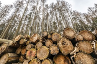 Forest dieback in the Arnsberg Forest nature park Park, over 70 per cent of the spruce trees are