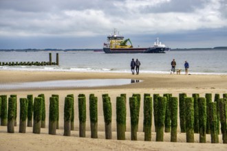 North Sea coast in Zeeland, called Zeeland Riviera, breakwater, made of wooden piles, near