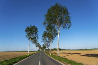 Birch avenue, country road, near the village of Katzem, Heinsberg district, wind farm, North