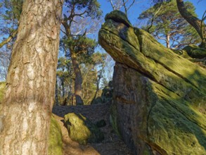 The Dörenther Cliffs, boulders and trees rooted into the rock, in the UNESCO Geopark TERRA.vita in