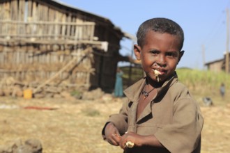 Amhara region, boy on a small farm chewing, eating sugar cane, Ethiopia, Africa