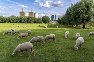 Duisburg Friemershein, sheep on a pasture in the floodplain along the Rhine, pollard willow trees,