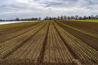 Lettuce plants, in press pots, they are planted in a field with a planting machine, agriculture,