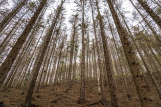Forest dieback in the Arnsberg Forest nature park Park, over 70 per cent of the spruce trees are