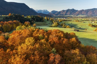 Aerial view of autumnal coloured trees in front of mountains in the morning light, beech forest,