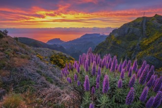 View near Pico do Arieiro of mountains over clouds with Pride of Madeira flowers and blooming