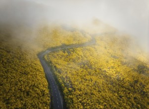 Aerial view of road among yellow Cytisus blooming shrubs near Pico do Arieiro, Portugal in clouds