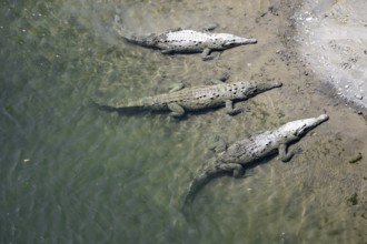 American crocodiles (Crocodylus acutus) swimming in the water, from above, Rio Tarcoles, Carara