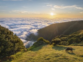 Aerial view of sunrise above clouds and green hills with cows grazing at Fanal mountain, Madeira
