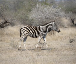 Plains zebra (Equus quagga), in dry grass, Kruger National Park, South Africa, Africa