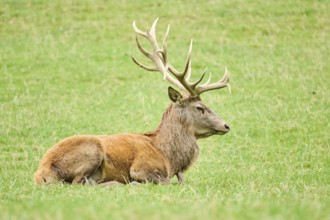 A resting deer with large antlers lying down on a grassy field, Red deer (Cervus elaphus), Wildpark