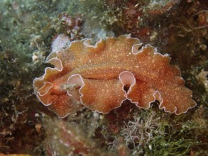 An orange sea creature with wavy edges and a filigree pattern, golden flatworm (Yungia aurantiaca),