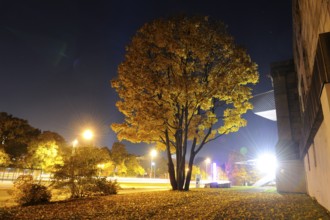 A large tree with yellow foliage on an autumn evening, illuminated by street lamps and surrounded