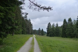 A long forest path leads through green meadows and dense trees under a grey sky, Upper Palatinate