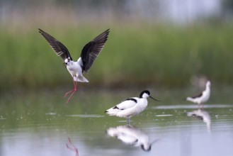Black-winged Stilt (Himantopus himantopus) and black-capped avocet (Recurvirostra avosetta), in the