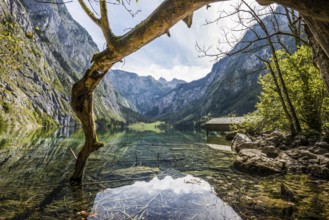 Obersee, Königssee, Schönau, Berchtesgaden National Park, Berchtesgadener Land, Upper Bavaria,
