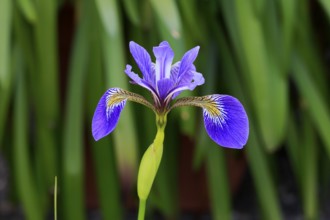 American marsh iris (Iris versicolor), flower, in bloom, at a pond, Ellerstadt, Germany, Europe