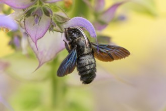 Macro photograph of a large wood bee (Xylocopa violacea) with iridescent wings on a clary (Salvia