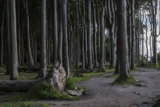 Beech forest (Fagus sylvatica), Ghost Forest Nienhagen, Mecklenburg-Western Pomerania, Germany,