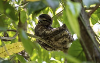 Brown-throated sloth (Bradypus variegatus) sitting in a tree, Cahuita National Park, Costa Rica,