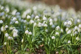 Spring snowflake (Leucojum vernum) flowering in a forest in spring, Upper Palatinate, Bavaria,