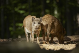 Wild boar (Sus scrofa) picklet in a forest in summer, Bavarian Forest National Park, Bavaria,