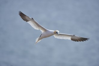 Close-up of Northern gannet (Morus bassanus) in spring (april) on Helgoland a small Island of