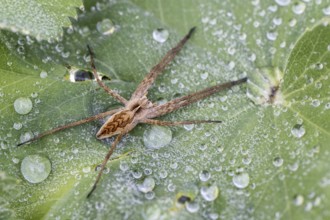 Nursery web spider (Pisaura mirabilis), Emsland, Lower Saxony, Germany, Europe