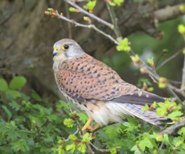 Common kestrel (Falco tinnunculus), male, young bird, sitting in a bush, spring, wildlife, Hüde,
