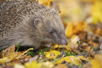 European hedgehog (Erinaceus europaeus) adult animal amongst fallen autumn leaves, Suffolk,